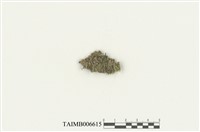 藏品(細鱗蘚屬)的圖片